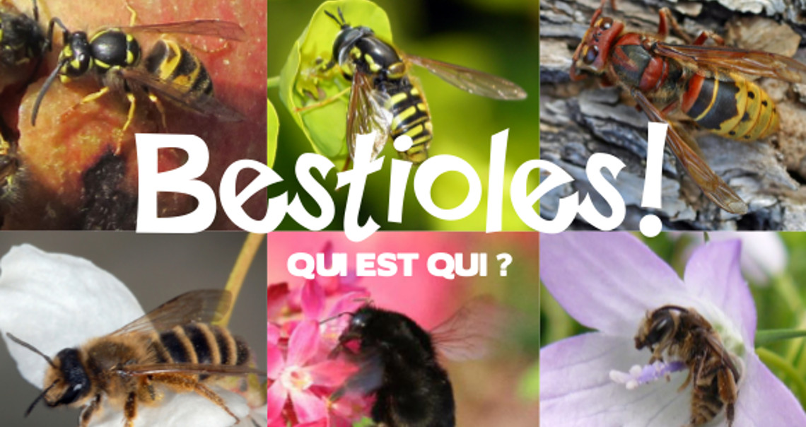 Bestioles! 